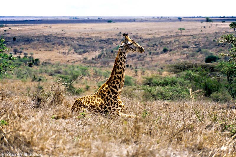 Masai Giraffe, Nairobi 2322