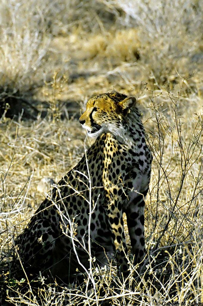 Cheetah, Samburu 010215