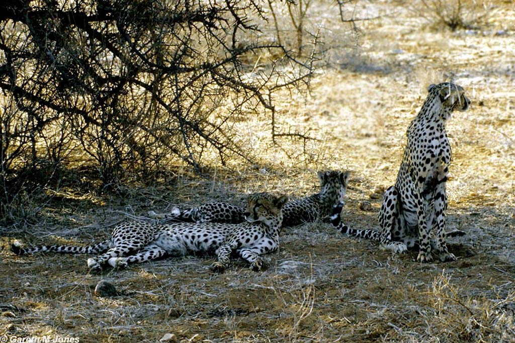 Cheetah, Samburu 020222