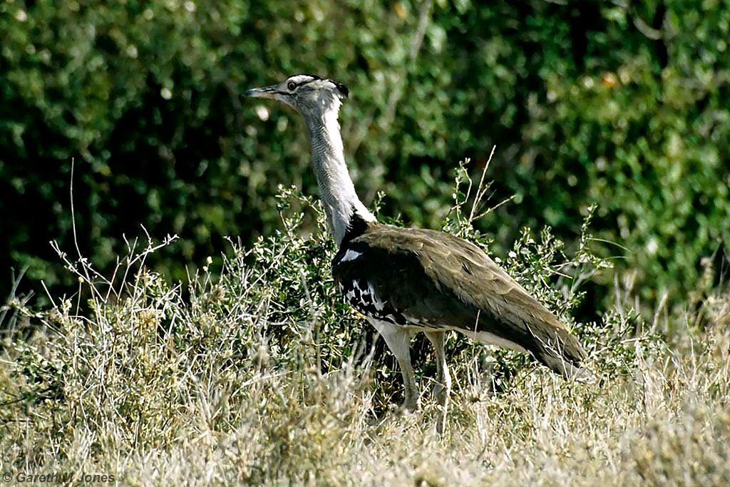 Bustard, Masai Mara 010204