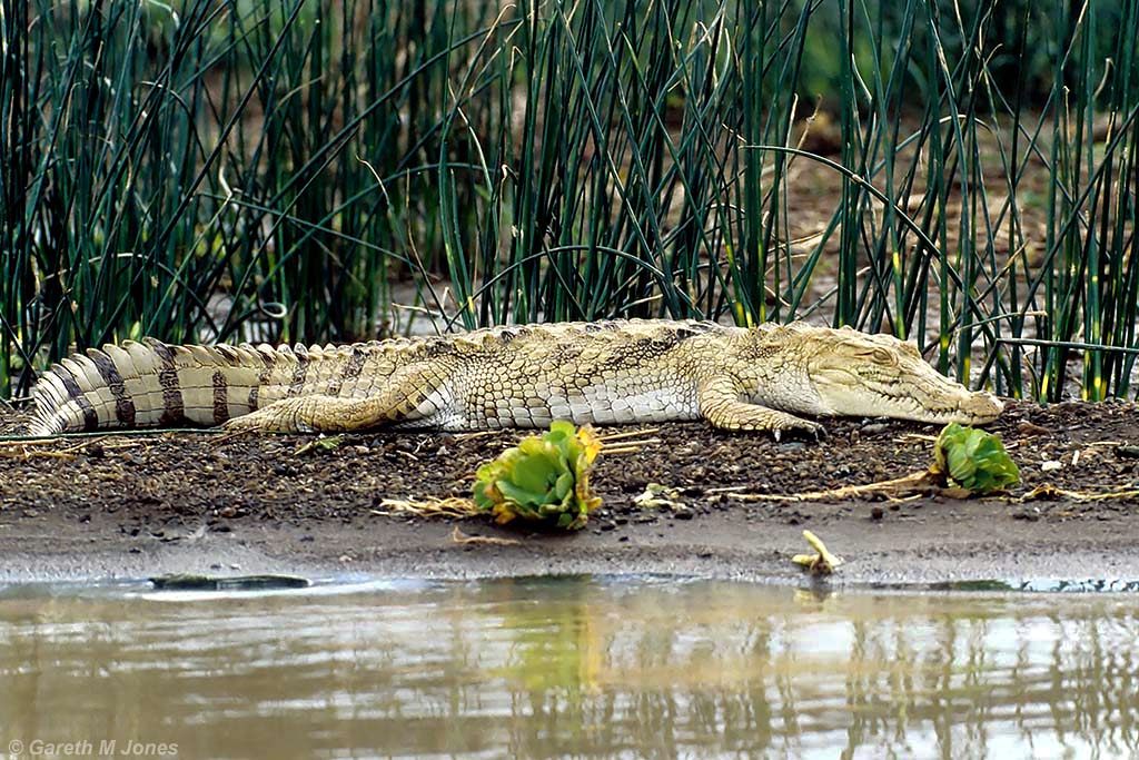 Crocodile, Baringo 0215