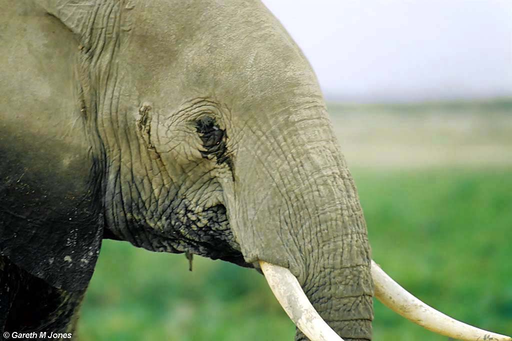 Elephant, Amboseli 020136
