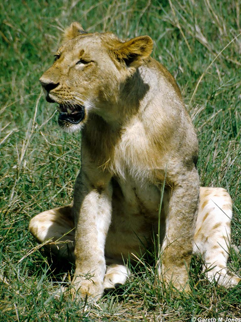 Lion, Nairobi 0503