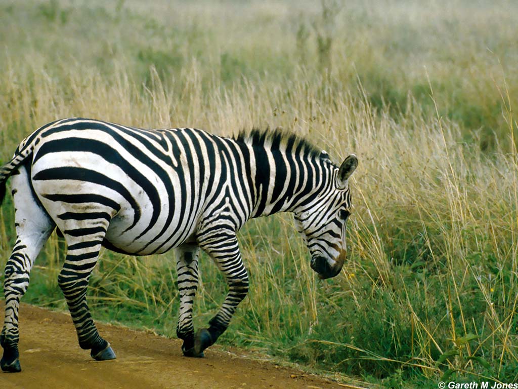 Zebra, Nairobi 0532