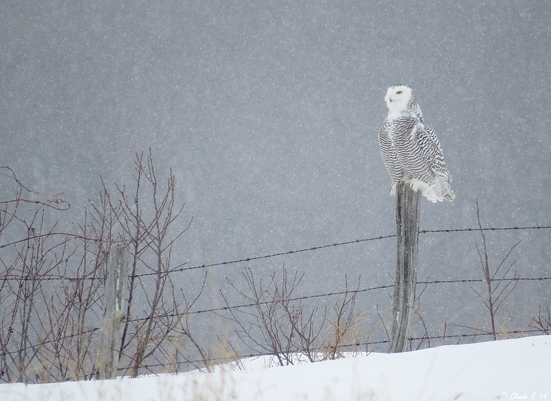 Harfang des neiges / Snowy Owl