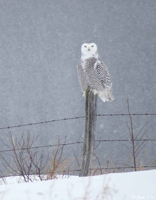 Harfang des neiges / Snowy Owl