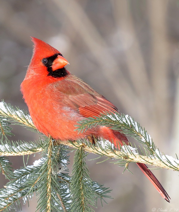Cardinal Rouge / Northern Cardinal