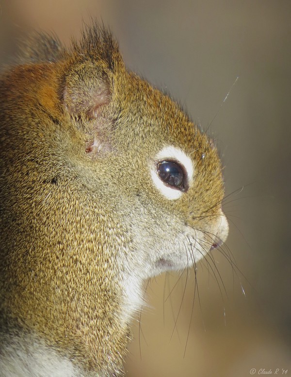 cureuil Roux / Red Squirrel