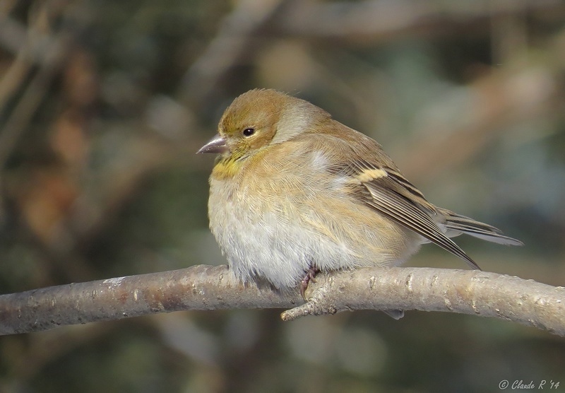 Chardonneret Jaune /  American Goldfinch