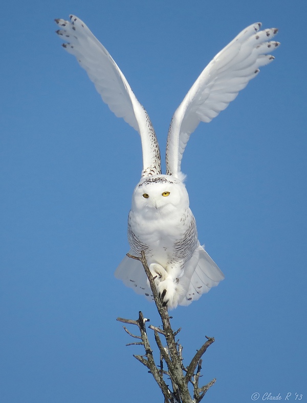 Harfang des neiges / Snowy Owl