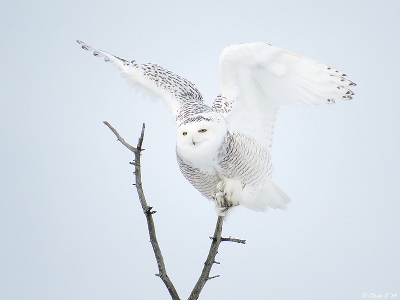 Harfang des neiges / Snowy Owl