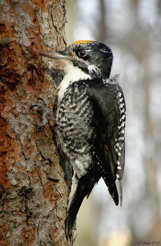 Pic  dos ray / American Three-Toed Woopecker