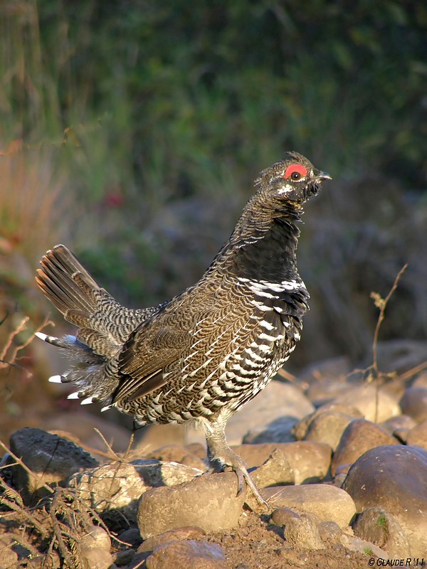 Tétras du canada / Spruce Grouse