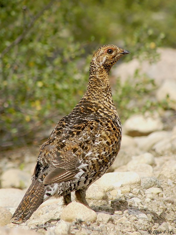 Tétras du canada / Spruce Grouse