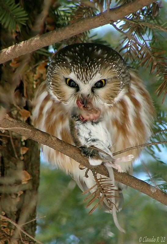 Petite Nyctale / Northern Saw-Whet Owl