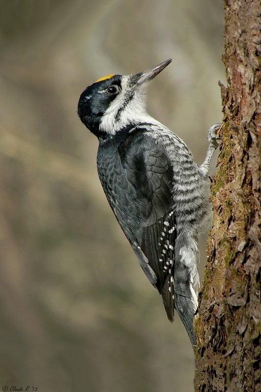 Pic  dos noir  / Black-backed Woodpecker