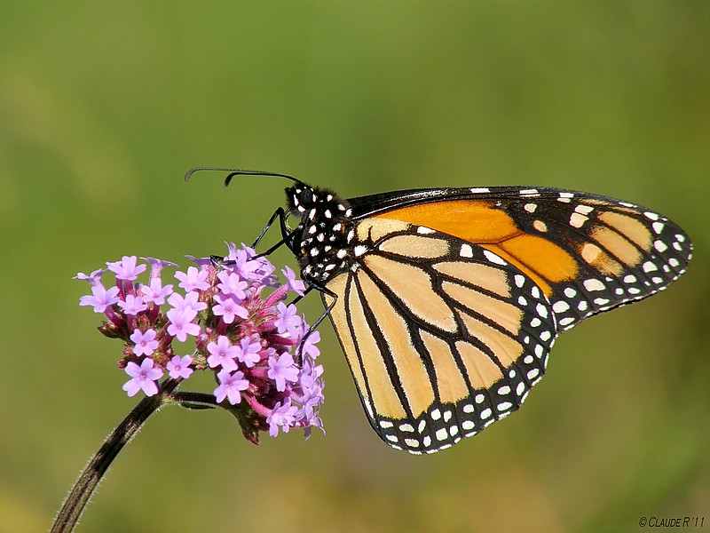 Monarque / Monarch