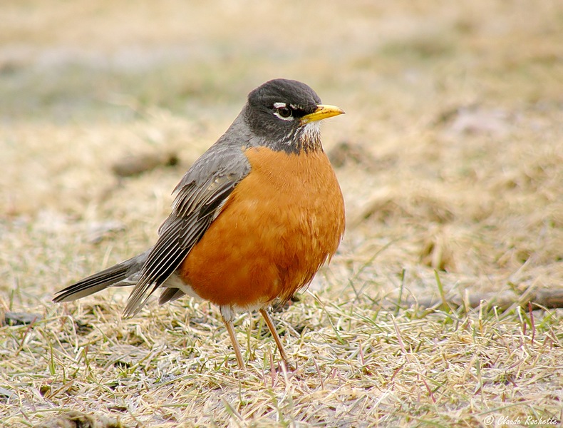 Merle d'amrique / American Robin