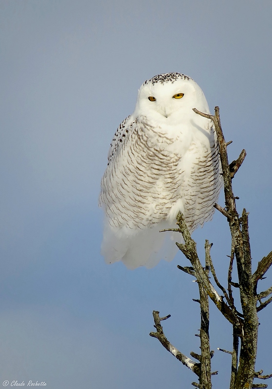 Harfang des neiges / Snowy Owl