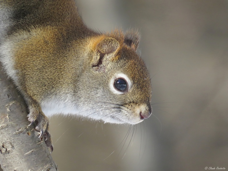 cureuil Roux / Red Squirrel
