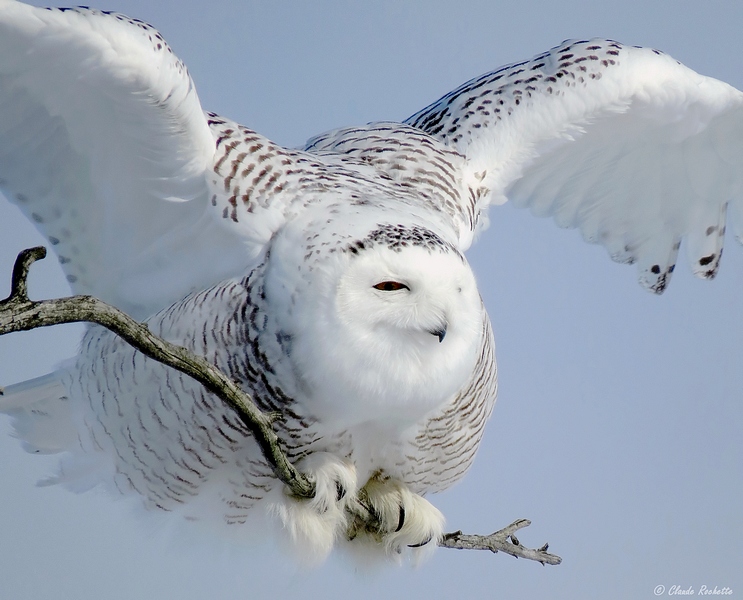 Harfang des neiges / Snowy Owl
