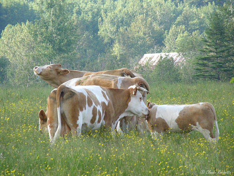 Vaches / Cows