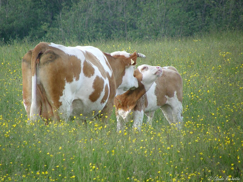 Vaches / Cows