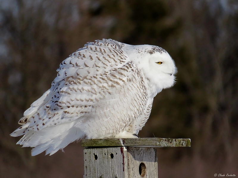 Harfang des neiges / Snowy Owl