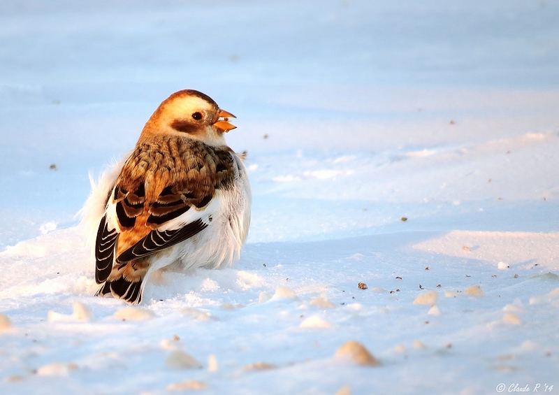 Plectrophane des neiges / Snow Bunting