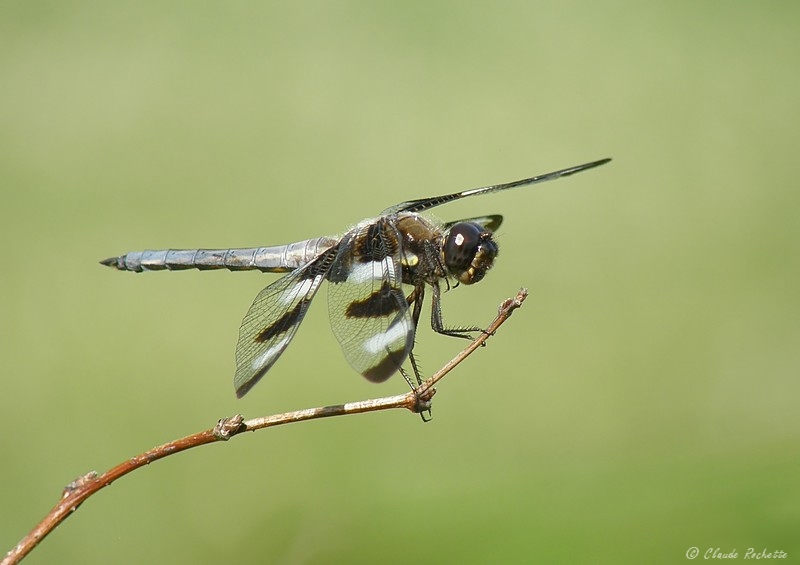 Libellule gracieuse / Twelve-spotted Skimmer