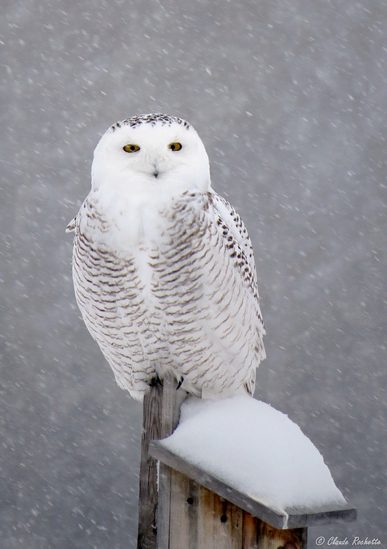 Harfang des neiges / Snowy Owl