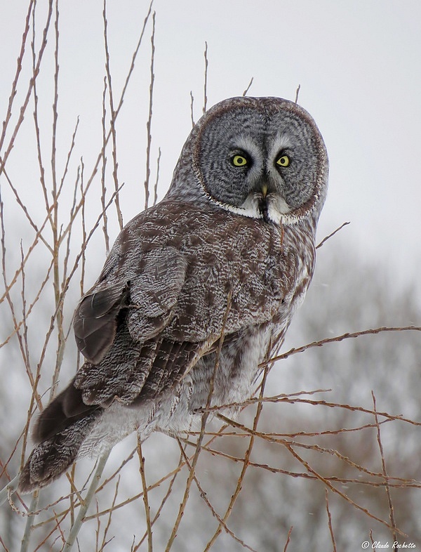 Chouette Lapone / Great grey Owl