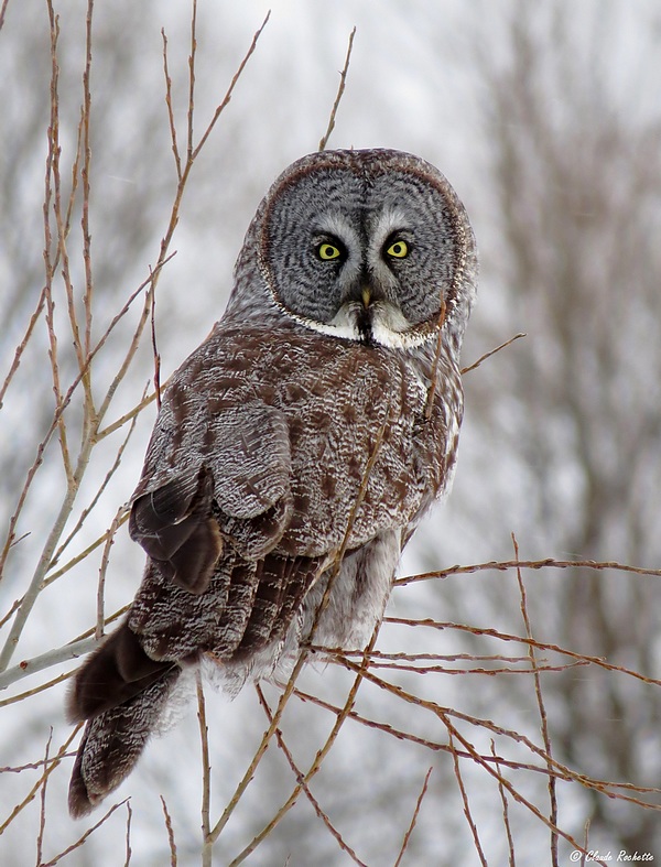 Chouette Lapone / Great grey Owl