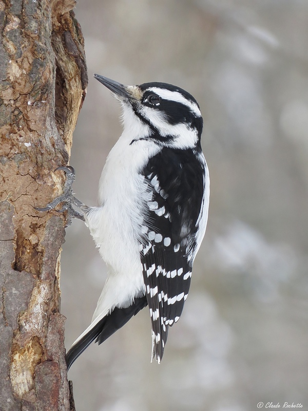 Pic chevelu / Hairy Woodpecker