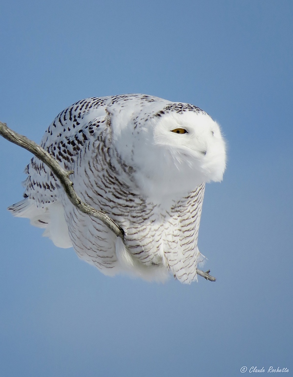 Harfang des neiges / Snowy Owl