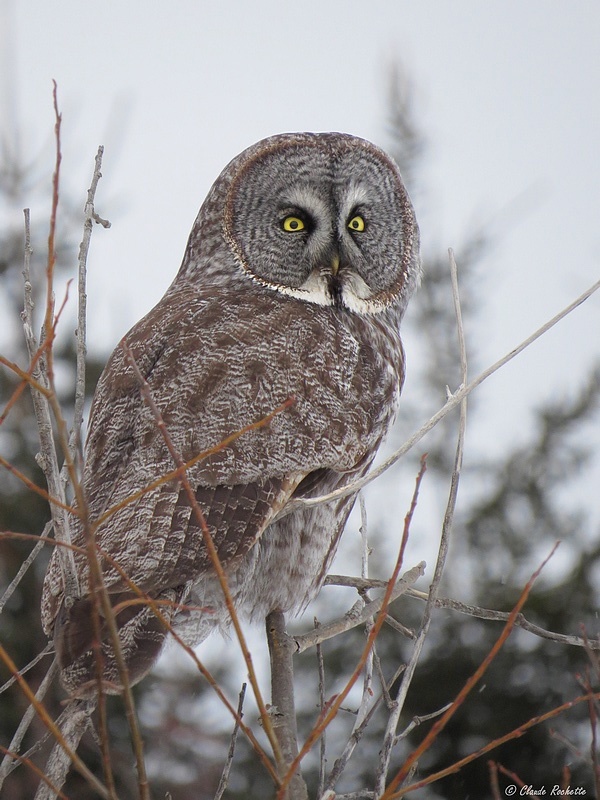 Chouette Lapone / Great Grey Owl