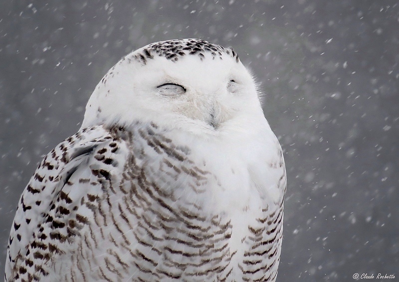 Harfang des neiges / Snowy Owl