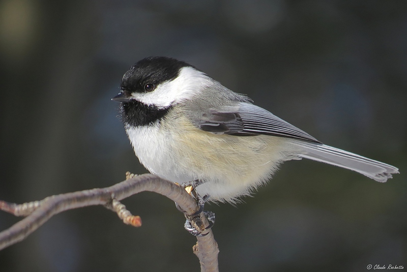 Msange  tte noire / Black-Capped Chickadee