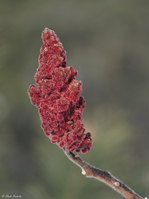 Sumac Vinaigrier / Staghorn Sumac