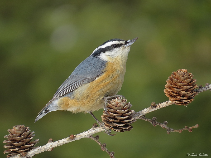 Sittelle  poitrine rousse / Red-breasted Nuthatch