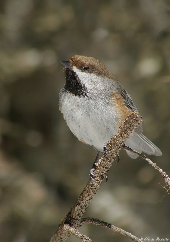 Msange tte brune / Boreal Chickadee