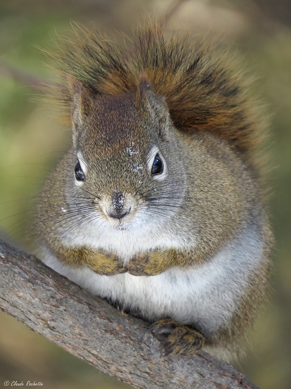 Écureuil roux  / Red Squirrel
