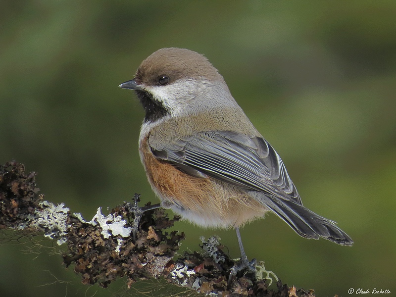 Msange  tte brune / Boreal Chickadee