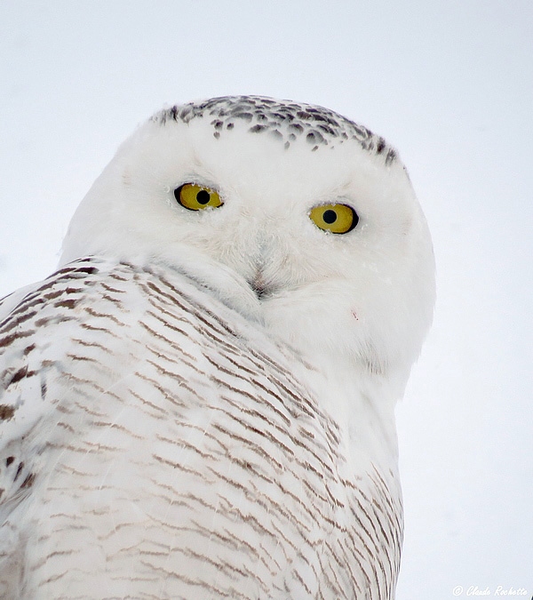 Harfang des neiges / Snowy Owl