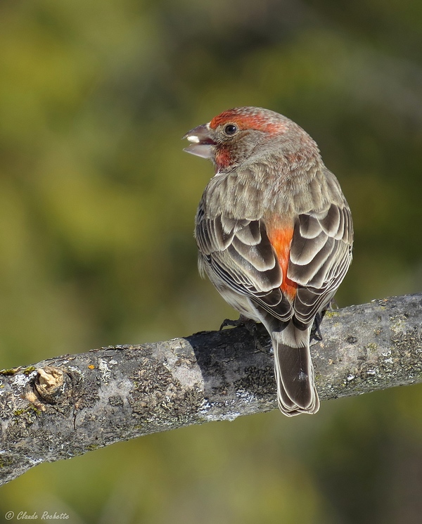 Roselin familier / House Finch