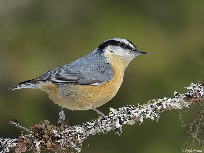 Sittelle  poitrine rousse / Red-breasted Nuthatch