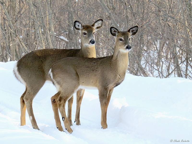 Cerf de Virginie / White-tailed Deer