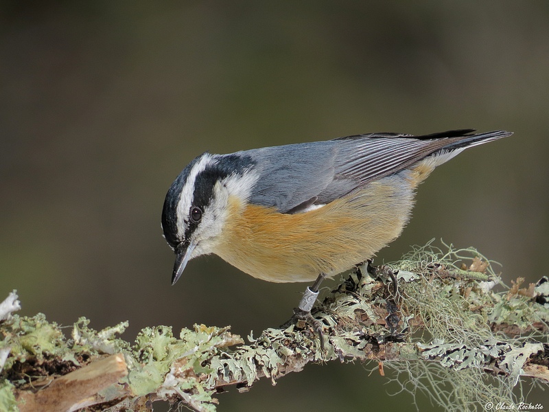 Sittelle  poitrine rousse /  Red-breasted Nuthatch