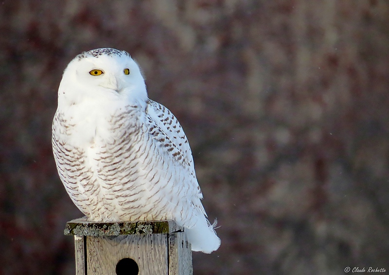 Harfang des neiges / Snowy Owl