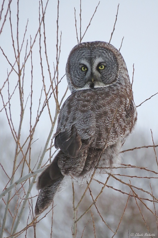 Chouette Lapone / Great Gray Owl